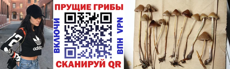 где найти наркотики  Ленинск-Кузнецкий  Псилоцибиновые грибы GOLDEN TEACHER 